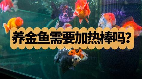 金魚水溫太高|溫度決定金魚生長速度：金魚飼養溫度指南 